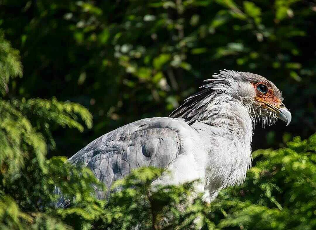 Secretary Bird Close up